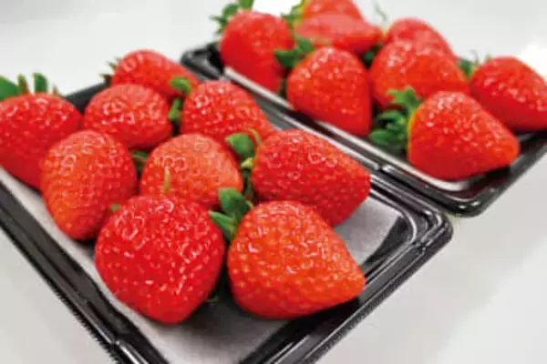 「日本一おいしいいちご県、埼玉でのいちご狩りを楽しんで」　埼玉いちごの魅力を発信　県内各地でイベント開催　2月には埼スタでいちご祭