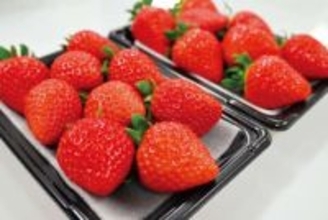 「日本一おいしいいちご県、埼玉でのいちご狩りを楽しんで」　埼玉いちごの魅力を発信　県内各地でイベント開催　2月には埼スタでいちご祭