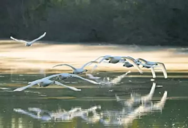 コハクチョウ、川霧の中を飛翔　「この冬景色が大好き」　愛好家「元気の源」　埼玉・川島の越辺川