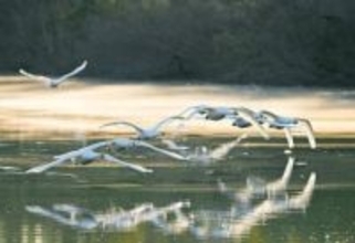 コハクチョウ、川霧の中を飛翔　「この冬景色が大好き」　愛好家「元気の源」　埼玉・川島の越辺川