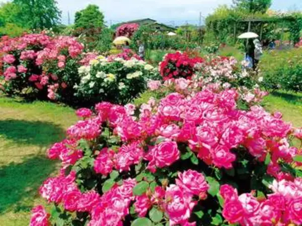 バラの香りに笑顔…1千株のバラの花が見頃　オルレアやジギタリス見頃、スイートピーも咲き出す　埼玉・鴻巣「花久の里」、イベントも開催　「市民のバラの庭園に親しんで」