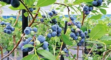 埼玉県内有数の産地…名産ブルーベリーが食べ頃に　わせ種が旬を迎える　美里の観光農園で営業始まる　摘み頃の見分け方は