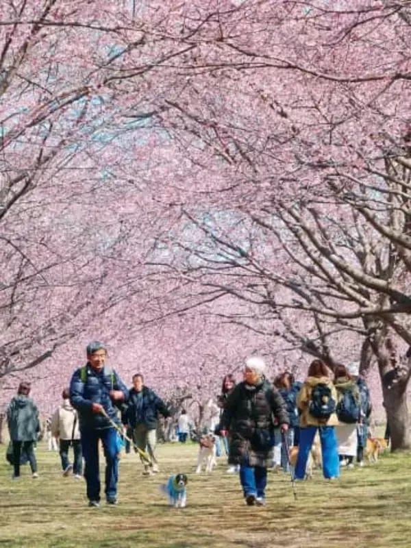 柔らかなピンク色で「桜のトンネル」　昨年に比べ10日ほど早く開花…安行寒桜の並木が満開　川沿いの公園内に200本　あす14日からは「桜まつり」も開催