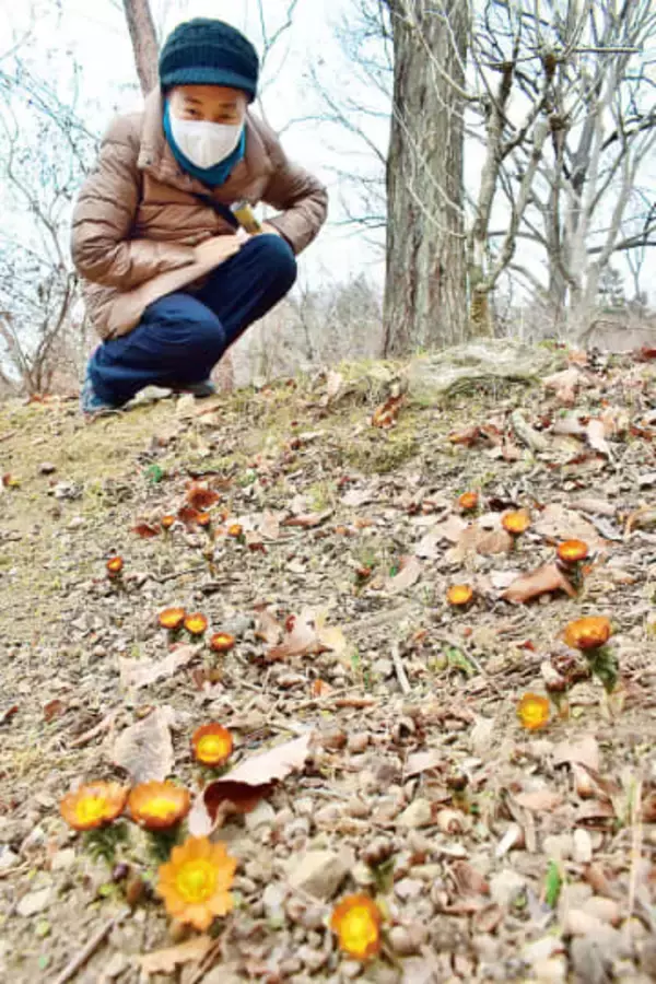 皆野の秩父紅、愛らしく春を告げる