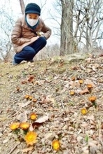 皆野の秩父紅、愛らしく春を告げる