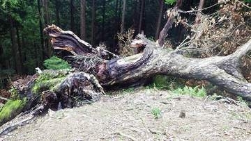 残念…樹齢500年の大木が倒壊　被害が拡大する「ナラ枯れ」で枯死か　薬剤など予防策も診断は「95％ぐらいが死んだ状態」　2月に天然記念物の指定を解除　今年5月、根元が盛り上がった状態で倒れていた