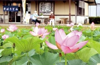 古代蓮が見頃…埼玉・白岡でピンクの大輪　夏の風物詩楽しむ人でにぎわう　今月中旬まで