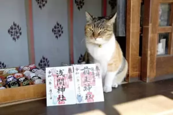 きょう2月22日は「猫の日」　埼玉の神社で特別な御朱印　24日まで授与　20年前に迷い込んだ猫を飼い始め、参拝者がSNSで発信し話題に　現在は6匹の保護猫が境内で気ままに過ごす