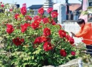 色鮮やか、ボタン開花　埼玉・本庄の正楽寺、1300株が見頃に　見ごろは5月上旬までの見込み　地元のボランティア、丁寧に育てる　入園無料も協力金を募る