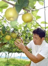幸水が収穫最盛期…真夏の日差し浴びたわわに実り　埼玉・白岡　地元農家「大玉で糖度も高く仕上がった」と笑顔