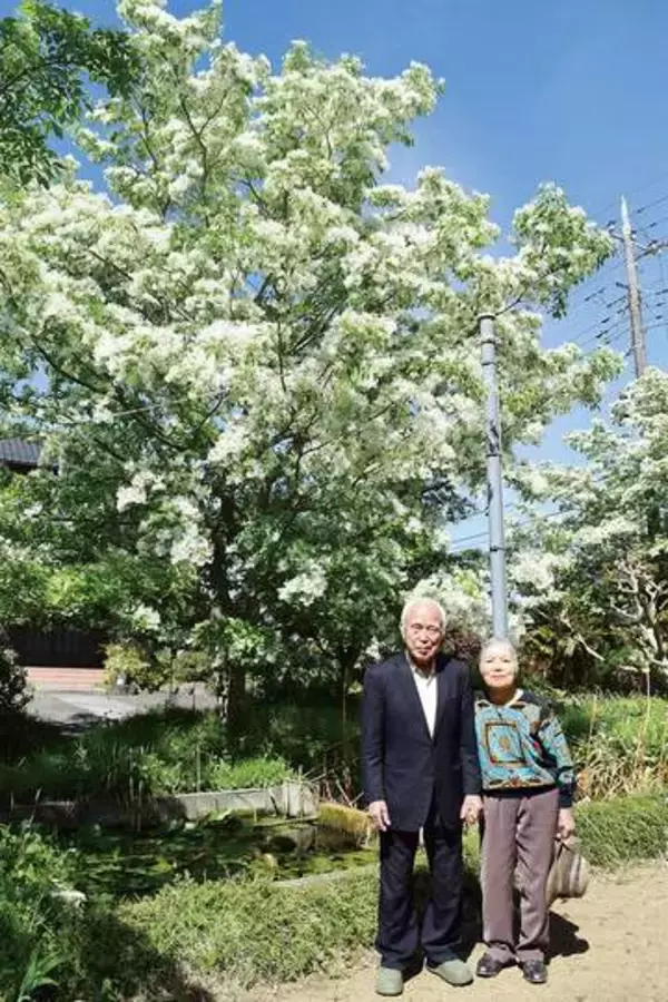 まるで雪のよう…ナンジャモンジャが開花　埼玉・幸手の民家宅、夫婦の愛情たっぷり宿し55本の木が育つ　県内外から見学客が　見頃は5月10日ごろまでの見込み