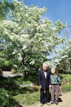 まるで雪のよう…ナンジャモンジャが開花　埼玉・幸手の民家宅、夫婦の愛情たっぷり宿し55本の木が育つ　県内外から見学客が　見頃は5月10日ごろまでの見込み