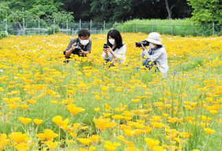 絶景が！埼玉・長瀞でハナビシソウ見頃、6月上旬まで楽しめる　日が当たると開き、暗いと閉じる6色の花