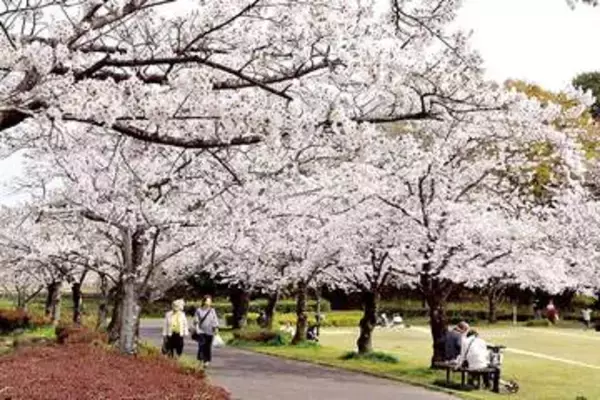 埼玉の花見スポットで桜が見頃…大勢の見物客でにぎわう　遊歩道に桜のトンネルも…春日部、市民の憩いの場に370本　さいたま・南区から川口まで延びる緑道1.5キロ、桜と菜の花が競演