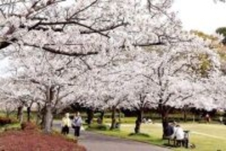 埼玉の花見スポットで桜が見頃…大勢の見物客でにぎわう　遊歩道に桜のトンネルも…春日部、市民の憩いの場に370本　さいたま・南区から川口まで延びる緑道1.5キロ、桜と菜の花が競演