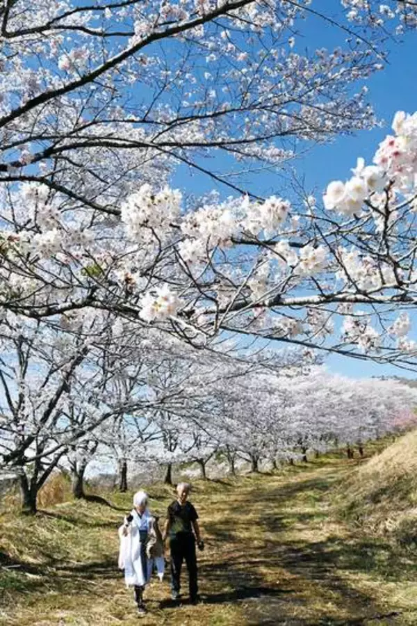 “コスプレの聖地”も春色　埼玉・東秩父の「虎山の千本桜」　桜が咲く時期には県内外から多くのコスプレーヤーが　山の頂上まで約2キロの散策路沿いにソメイヨシノが咲き誇る