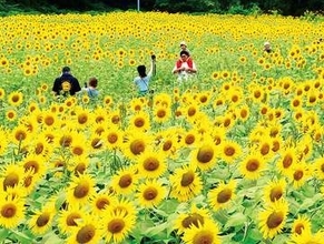 埼玉で夏の絶景…幸手の権現堂で15万本のヒマワリ満開　展望台から黄色のじゅうたん一望　「ひまわりまつり」は9日まで、入園無料