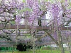 埼玉の大藤が開花…1メートル以上の花房、ひときわ優雅に　加須・玉敷公園　巨木から漂う甘い香り、園内を包む　樹齢は450年以上…県の天然記念物、これから満開を迎える