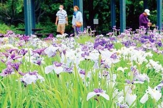埼玉でハナショウブが見頃！ほぼ満開の状態、20日ごろまで楽しめる　広大7650平方メートルのハナショウブ園「一斉に咲くようにした」