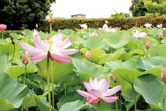 ピンク色の大きな花、次から次へ開花　埼玉・富士見の難破田城公園、ハスの花が見頃　行田・古代蓮の里から譲渡された行田蓮を植栽　直径30センチ、大輪の開花を楽しめる