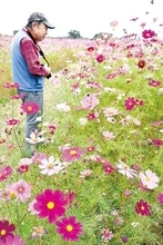 絶景コスモス最大60万本、満開を迎える　例年より1週間ほど早く…ピンクや赤の花が秋風に揺れる　1万平方メートルの広大な畑、18日にまつり開催