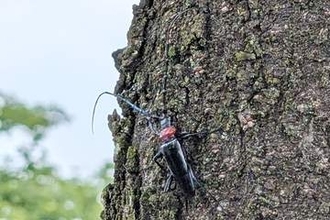 クビアカの成虫や幼虫、発見したら教えて　埼玉県内で被害拡大…早期発見へ戸田市が警戒キャンペーン　9月30日までを強化期間に　情報提供者には市キャラクターのぬいぐるみなどもらえる