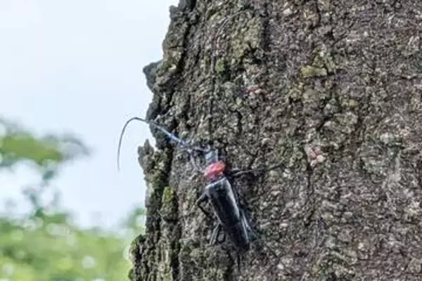 クビアカの成虫や幼虫、発見したら教えて　埼玉県内で被害拡大…早期発見へ戸田市が警戒キャンペーン　9月30日までを強化期間に　情報提供者には市キャラクターのぬいぐるみなどもらえる