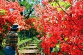埼玉の絶景…見晴台から望むツツジと秩父連山　千株以上が群生、狭山・稲荷山公園でヤマツツジが見頃　今月下旬ごろまで　「週末には一面が真っ赤に」