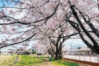 伐採の危機も…東武七里駅前の「三本桜」が見頃　樹勢よく3本でも「森」のような景観、4日に「桜まつり」　川岸5キロに1100本…本庄の桜並木が見頃に　ライトアップも実施、5日に「こだま千本桜まつり」