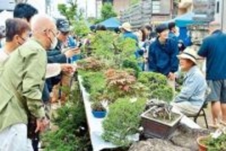 つい欲しくなる…盆栽や山野草など1万鉢以上を販売　大宮の盆栽村で「大盆栽まつり」、国内外の愛好家ら楽しませる　盆栽博士ちゃんも出店…今年は手間が少ない、手のひらサイズの盆栽を充実　5日まで