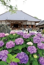 きれい…色鮮やかアジサイ800株、見物客を笑顔に　「あじさい寺」で有名、埼玉・熊谷の能護寺で見頃に　観賞は今月下旬あたりまでの見通し　13、14日にはJR籠原駅から無料シャトルバス運行　本堂の一部開放も