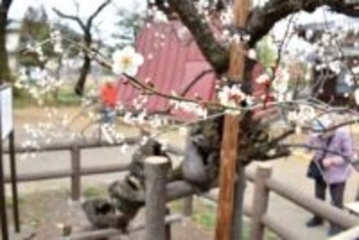 ねじれた幹が特徴…推定樹齢400年の「不朽梅」見頃　白く可憐な花が訪れる人楽しませる　今年は開花が例年より早く、3月上旬ごろまで観賞できる