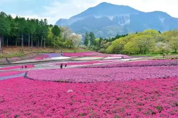 埼玉の絶景…秩父・羊山公園「芝桜の丘」、5月1日から入園料を無料に　シバザクラの開花、例年より1週間ほど早く　月末には見頃を過ぎると判断　有料期間、4月中の終了は3年ぶり