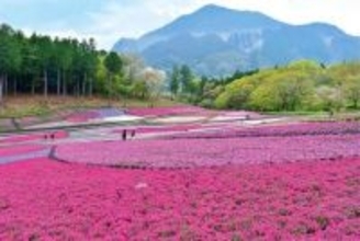 埼玉の絶景…秩父・羊山公園「芝桜の丘」、5月1日から入園料を無料に　シバザクラの開花、例年より1週間ほど早く　月末には見頃を過ぎると判断　有料期間、4月中の終了は3年ぶり