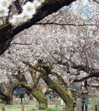 山あい染める春の色　埼玉・越生　「関東三大梅林」の一つとされる越生梅林　白やピンクの梅の花が見頃