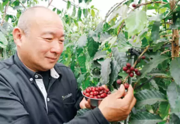 「埼玉コーヒー」収穫が始まる…ルビー色の輝きを放つ「コーヒーチェリー」　虫による食害で収量は想定を下回る1キロ程度の見込み　「埼玉の水と空気でコーヒーが育つことは証明できた」