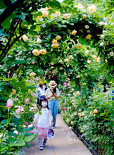里山の新緑とバラ、今が見頃　450種1500株「手作りで育てた園」　毛呂山の滝ノ入ローズガーデン