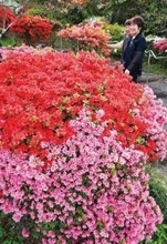 埼玉で見頃…4万本のツツジの花、東松山の物見山公園で咲き誇る　比企丘陵を代表する展望の地　赤やピンク、色とりどりに　18日には「つつじ祭り」