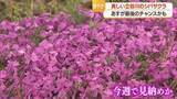 「立谷川河川敷に鮮やかなピンク色のシバザクラ・見ごろ終盤　遅咲き八重桜とともに楽しめる　山形」の画像1