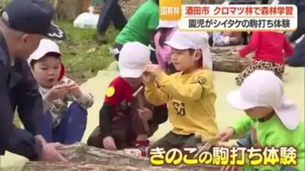 「大きくなあれ！」園児がキノコの駒打ち…食べられるのは2年後　山形・酒田市