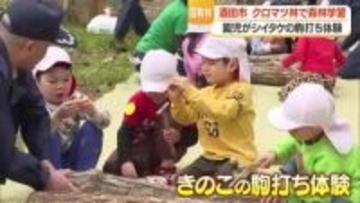 「大きくなあれ！」園児がキノコの駒打ち…食べられるのは2年後　山形・酒田市