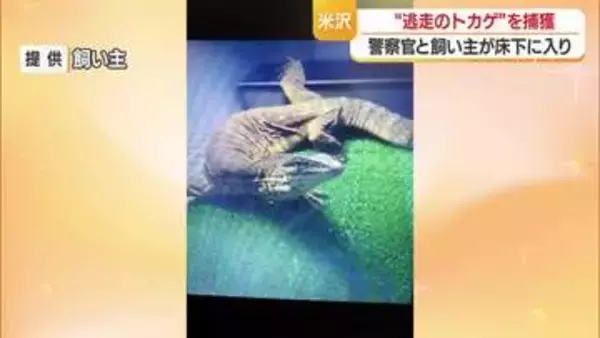 逃走から5日目…ヒャクメオオトカゲを捕獲　山形・米沢市