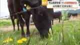 「月山高原牧場でウシの放牧始まる　出産に適した強い骨格に・体重平均70キロ増加も　山形・鶴岡市」の画像1