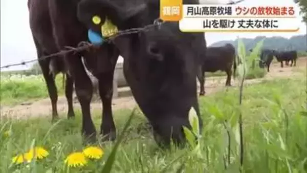 月山高原牧場でウシの放牧始まる　出産に適した強い骨格に・体重平均70キロ増加も　山形・鶴岡市