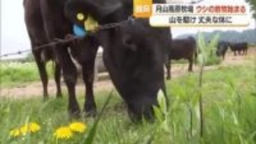 月山高原牧場でウシの放牧始まる　出産に適した強い骨格に・体重平均70キロ増加　山形・鶴岡市
