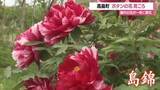 「色とりどり約260種類・700株ボタン見ごろ　例年より10日早く開花・遅咲きはこれから　山形・高畠町」の画像1