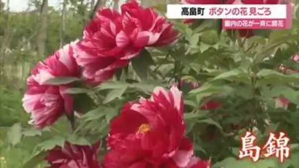 色とりどり約260種類・700株ボタン見ごろ　例年より10日早く開花・遅咲きはこれから　山形・高畠町