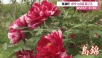 色とりどり約260種類・700株ボタン見ごろ　例年より10日早く開花・遅咲きはこれから　山形・高畠町