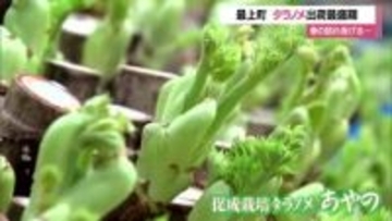 「天ぷらが一番」若草色のタラノメが春の訪れ告げる　18人の生産者が年間3トン以上出荷　山形・最上町