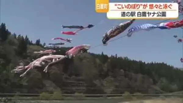 川の上を雄大に泳ぐ150匹の「こいのぼり」…39年前から続く風物詩　山形・白鷹町